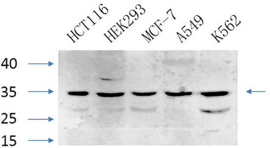 Caspase-7 Rabbit Polyclonal Antibody | 兔多抗 | EnkiLife恩玑生命
