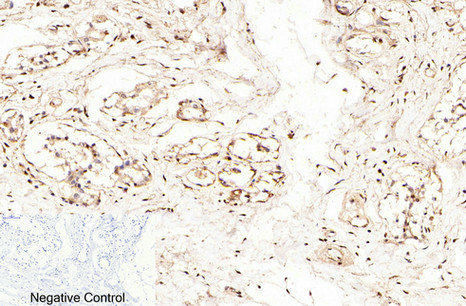 Caspase-7 Rabbit Polyclonal Antibody | 兔多抗 | EnkiLife恩玑生命