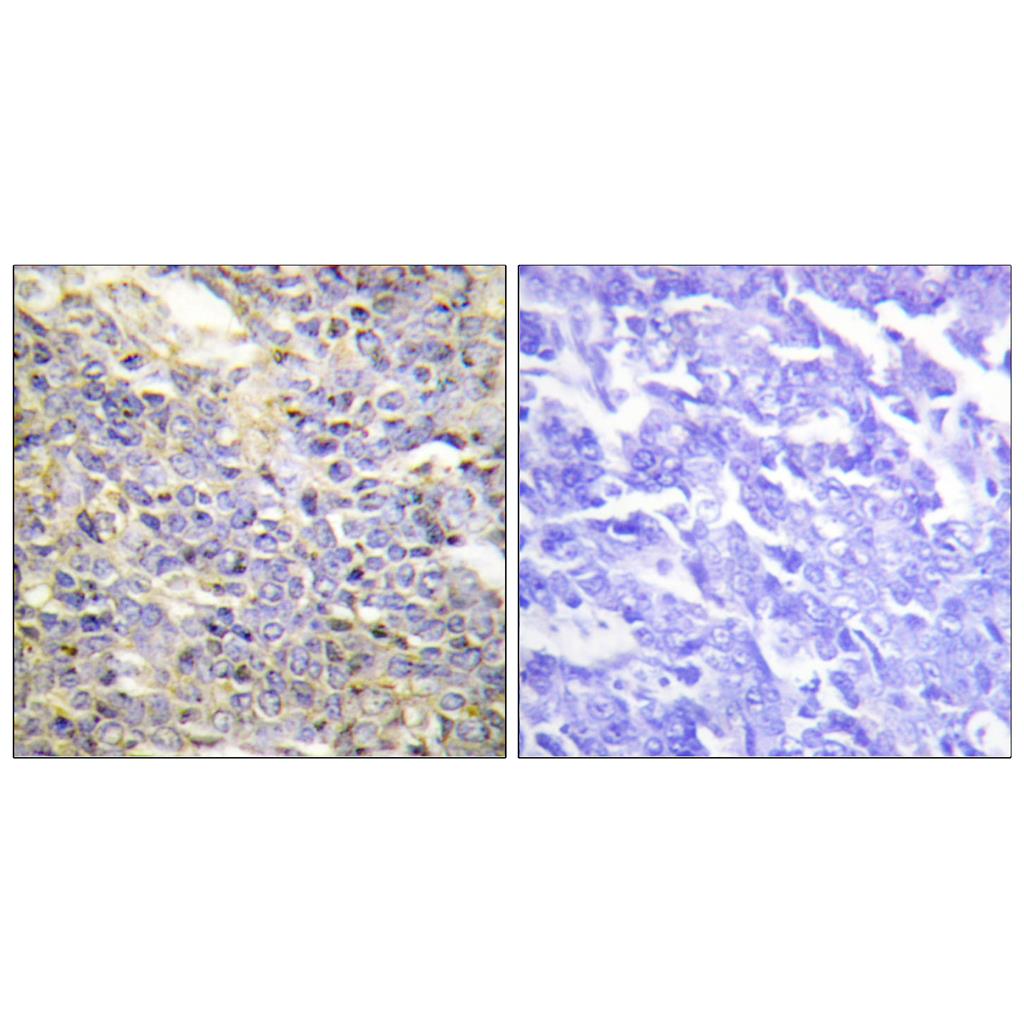 Caspase-9 Rabbit Polyclonal Antibody | 兔多抗 | EnkiLife恩玑生命
