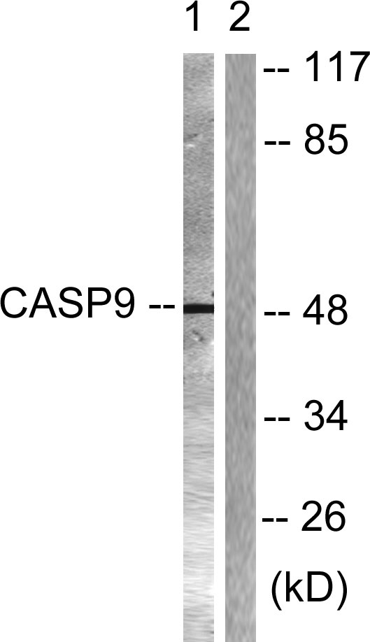 Caspase-9 Rabbit Polyclonal Antibody | 兔多抗 | EnkiLife恩玑生命