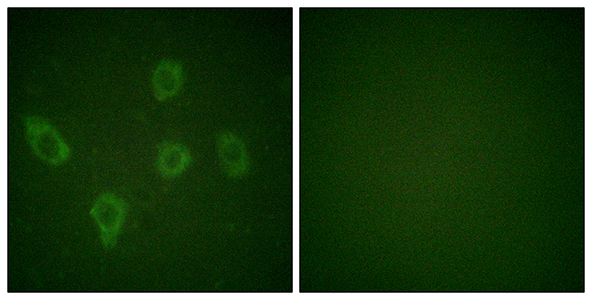 Caspase-9 Rabbit Polyclonal Antibody | 兔多抗 | EnkiLife恩玑生命