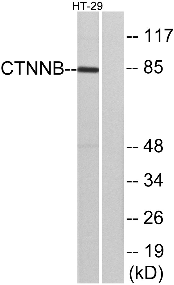 Catenin-β Rabbit Polyclonal Antibody | 兔多抗 | EnkiLife恩玑生命