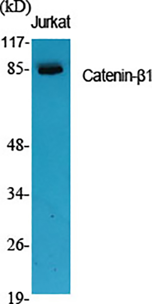 Catenin-β1 Rabbit Polyclonal Antibody | 兔多抗 | EnkiLife恩玑生命