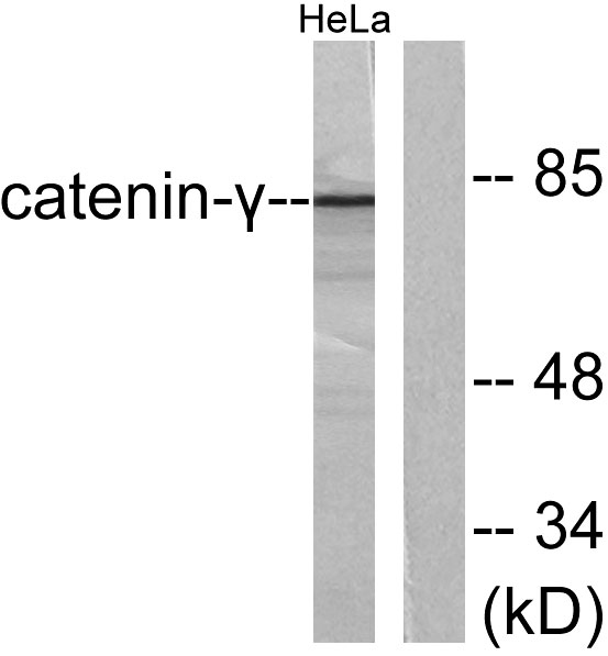 Catenin-γ Rabbit Polyclonal Antibody | 兔多抗 | EnkiLife恩玑生命