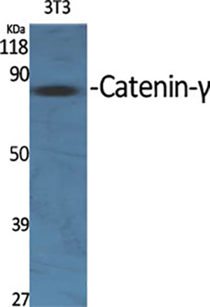 Catenin-γ Rabbit Polyclonal Antibody | 兔多抗 | EnkiLife恩玑生命