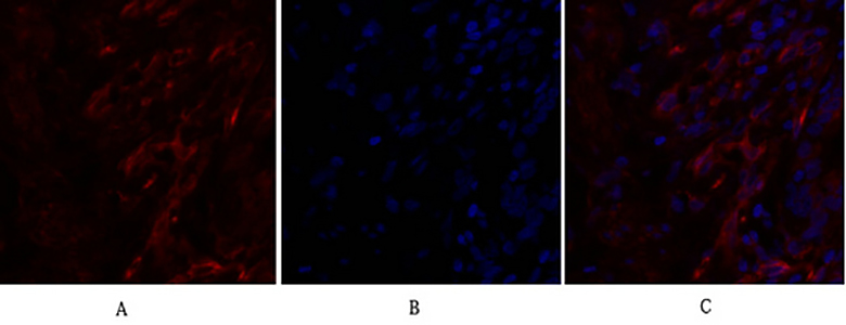 Caveolin-1 Rabbit Polyclonal Antibody | 兔多抗 | EnkiLife恩玑生命