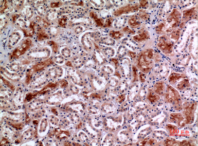 CD10 Rabbit Polyclonal Antibody | 兔多抗 | EnkiLife恩玑生命