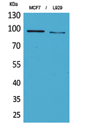 CD100 Rabbit Polyclonal Antibody | 兔多抗 | EnkiLife恩玑生命