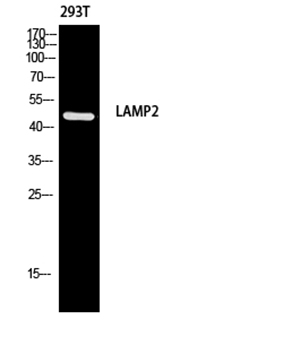 CD107b Rabbit Polyclonal Antibody | 兔多抗 | EnkiLife恩玑生命