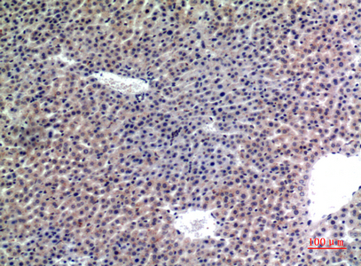 CD107b Rabbit Polyclonal Antibody | 兔多抗 | EnkiLife恩玑生命
