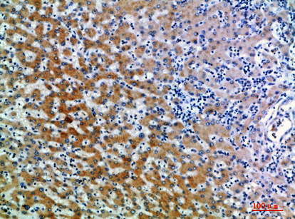 CD109 Rabbit Polyclonal Antibody | 兔多抗 | EnkiLife恩玑生命