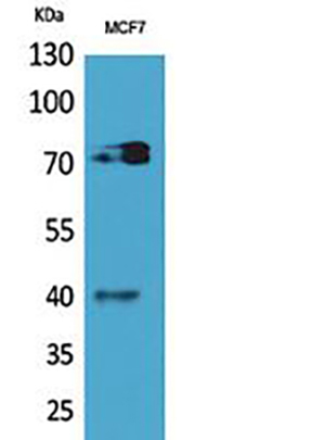 CD110 Rabbit Polyclonal Antibody | 兔多抗 | EnkiLife恩玑生命