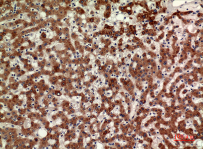CD110 Rabbit Polyclonal Antibody | 兔多抗 | EnkiLife恩玑生命