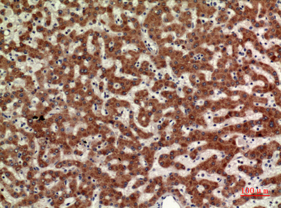 CD110 Rabbit Polyclonal Antibody | 兔多抗 | EnkiLife恩玑生命
