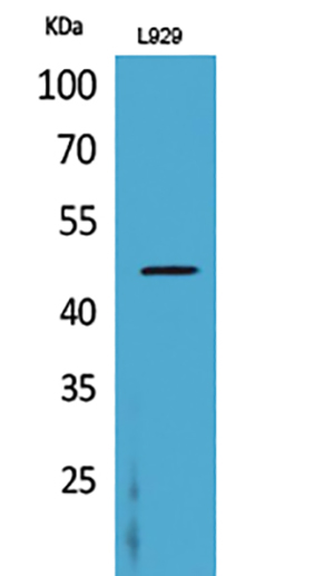 CD116 Rabbit Polyclonal Antibody | 兔多抗 | EnkiLife恩玑生命