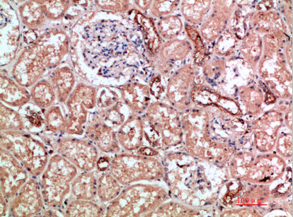 CD11b Rabbit Polyclonal Antibody | 兔多抗 | EnkiLife恩玑生命
