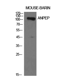 CD13 Rabbit Polyclonal Antibody | 兔多抗 | EnkiLife恩玑生命