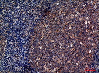 CD13 Rabbit Polyclonal Antibody | 兔多抗 | EnkiLife恩玑生命