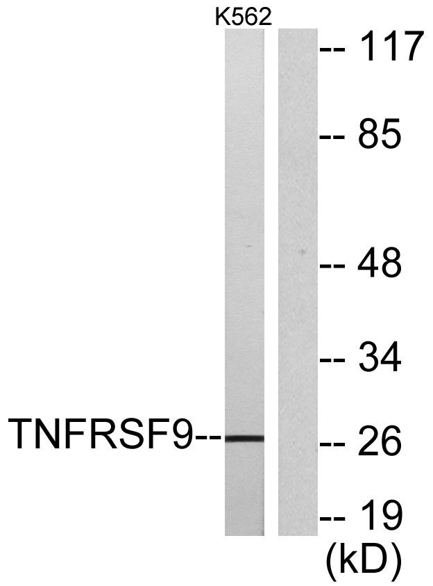 CD137 Rabbit Polyclonal Antibody | 兔多抗 | EnkiLife恩玑生命