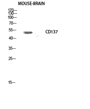 CD137 Rabbit Polyclonal Antibody | 兔多抗 | EnkiLife恩玑生命