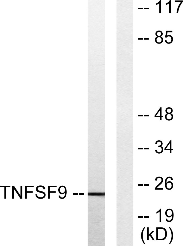 CD137L Rabbit Polyclonal Antibody | 兔多抗 | EnkiLife恩玑生命