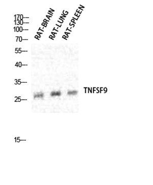 CD137L Rabbit Polyclonal Antibody | 兔多抗 | EnkiLife恩玑生命