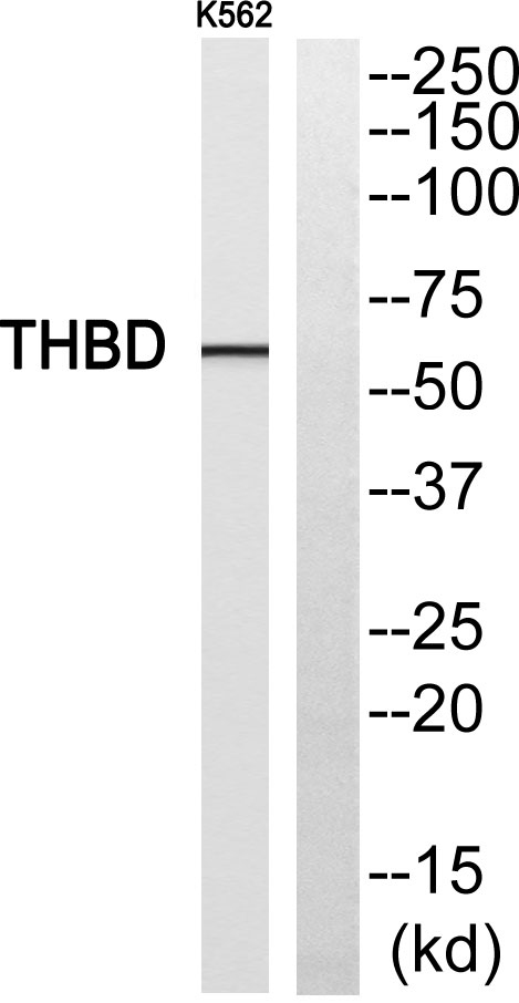 CD141 Rabbit Polyclonal Antibody | 兔多抗 | EnkiLife恩玑生命