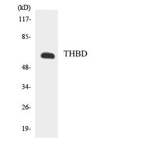 CD141 Rabbit Polyclonal Antibody | 兔多抗 | EnkiLife恩玑生命