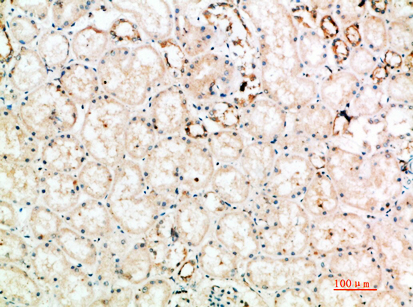 CD152 Rabbit Polyclonal Antibody | 兔多抗 | EnkiLife恩玑生命