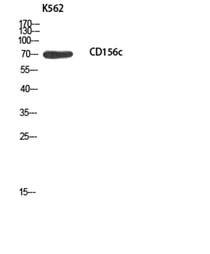 CD156c Rabbit Polyclonal Antibody | 兔多抗 | EnkiLife恩玑生命