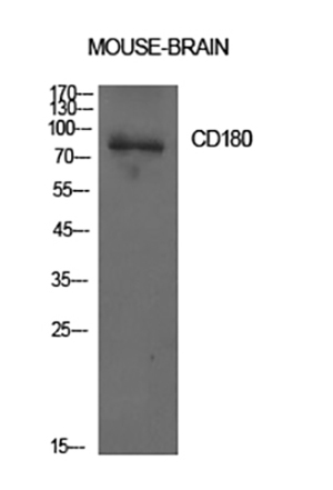 CD180 Rabbit Polyclonal Antibody | 兔多抗 | EnkiLife恩玑生命