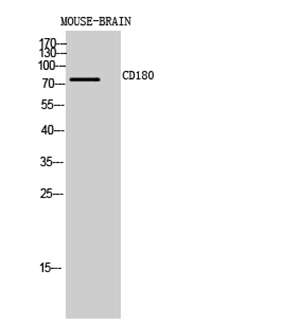 CD180 Rabbit Polyclonal Antibody | 兔多抗 | EnkiLife恩玑生命