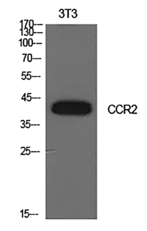CD192 Rabbit Polyclonal Antibody | 兔多抗 | EnkiLife恩玑生命