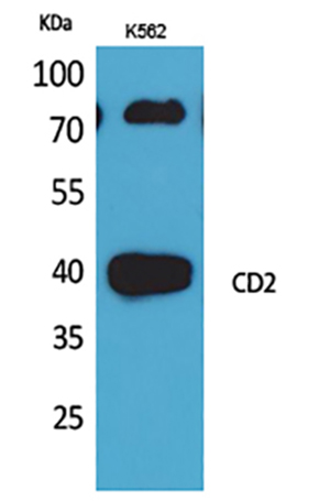 CD2 Rabbit Polyclonal Antibody | 兔多抗 | EnkiLife恩玑生命