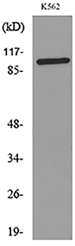 CD203c Rabbit Polyclonal Antibody | 兔多抗 | EnkiLife恩玑生命