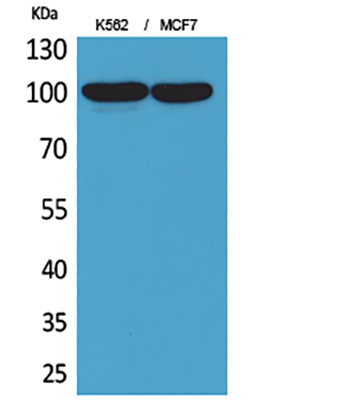 CD203c Rabbit Polyclonal Antibody | 兔多抗 | EnkiLife恩玑生命