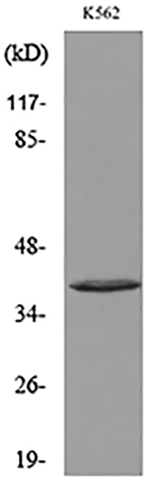 CD207 Rabbit Polyclonal Antibody | 兔多抗 | EnkiLife恩玑生命