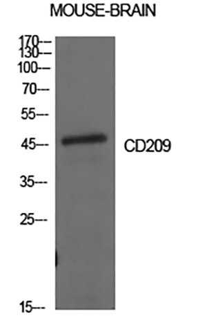 CD209 Rabbit Polyclonal Antibody | 兔多抗 | EnkiLife恩玑生命