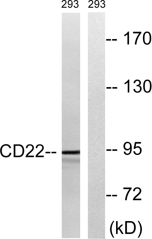 CD22 Rabbit Polyclonal Antibody | 兔多抗 | EnkiLife恩玑生命