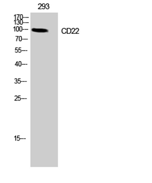 CD22 Rabbit Polyclonal Antibody | 兔多抗 | EnkiLife恩玑生命