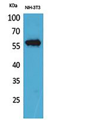 CD223 Rabbit Polyclonal Antibody | 兔多抗 | EnkiLife恩玑生命