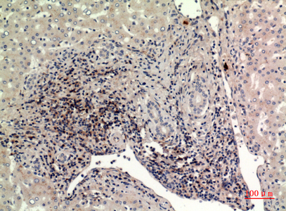 CD225 Rabbit Polyclonal Antibody | 兔多抗 | EnkiLife恩玑生命