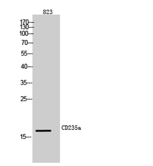 CD235a Rabbit Polyclonal Antibody | 兔多抗 | EnkiLife恩玑生命