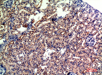 CD235a Rabbit Polyclonal Antibody | 兔多抗 | EnkiLife恩玑生命