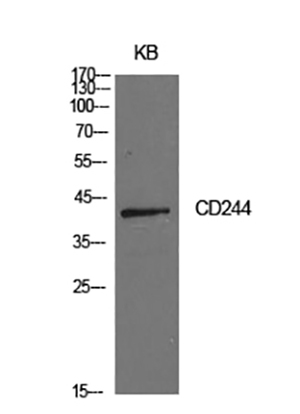 CD244 Rabbit Polyclonal Antibody | 兔多抗 | EnkiLife恩玑生命
