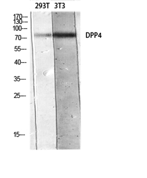 CD26 Rabbit Polyclonal Antibody | 兔多抗 | EnkiLife恩玑生命