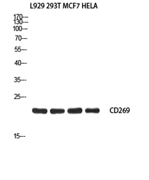 CD269 Rabbit Polyclonal Antibody | 兔多抗 | EnkiLife恩玑生命