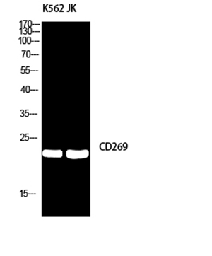 CD269 Rabbit Polyclonal Antibody | 兔多抗 | EnkiLife恩玑生命