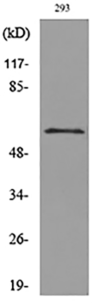 CD276 Rabbit Polyclonal Antibody | 兔多抗 | EnkiLife恩玑生命