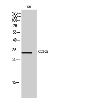 CD305 Rabbit Polyclonal Antibody | 兔多抗 | EnkiLife恩玑生命